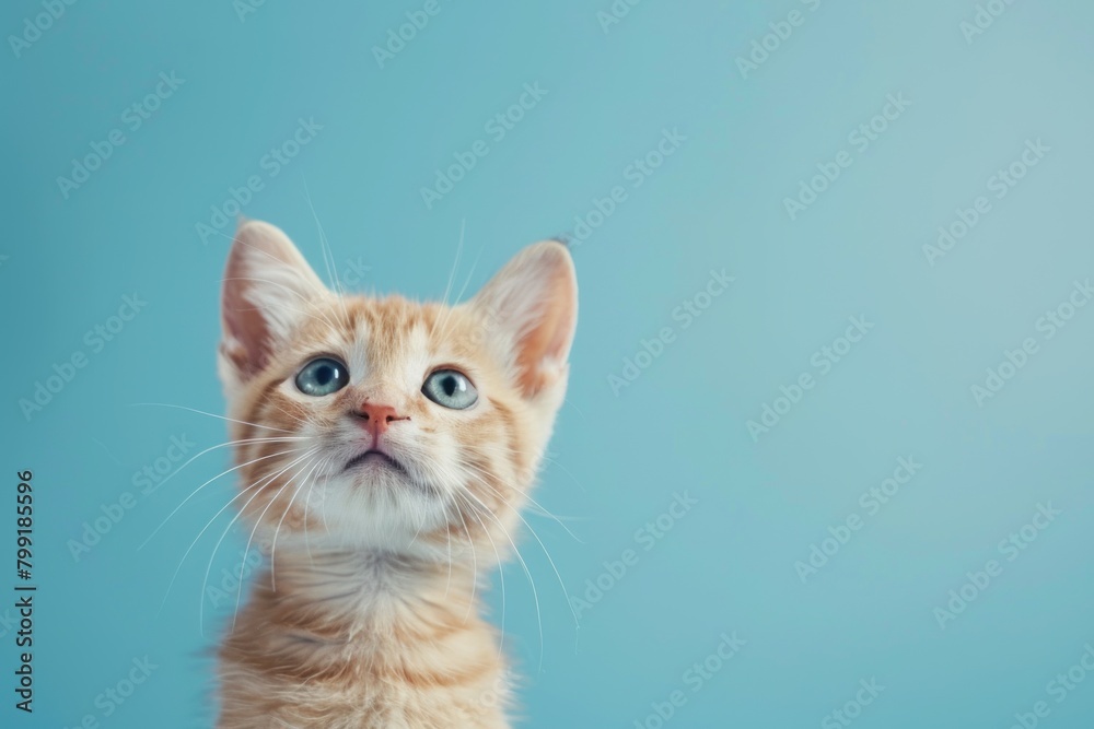 A kitten with blue eyes is looking up at the camera. The image has a playful and curious mood, as the kitten seems to be interested in what is happening around it