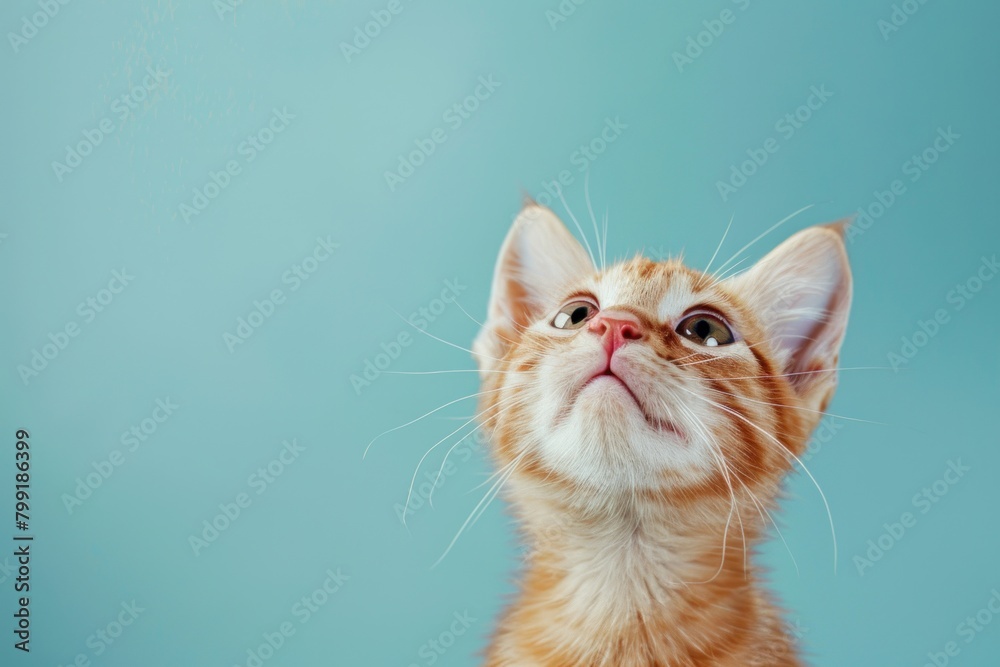 A kitten with a pink nose and orange fur was staring up. The picture has a pleasant and inquisitive mood, because the kitten seems to be interested in what is happening around him