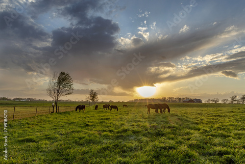 Horses at sunset