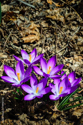 Close-up of a group of crocus flowers in the bright spring sunshine
