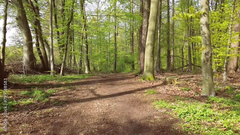 Drone view in slow flight through a green deciduous forest with many trees. Drone view in slow flight through a green deciduous forest with many trees.