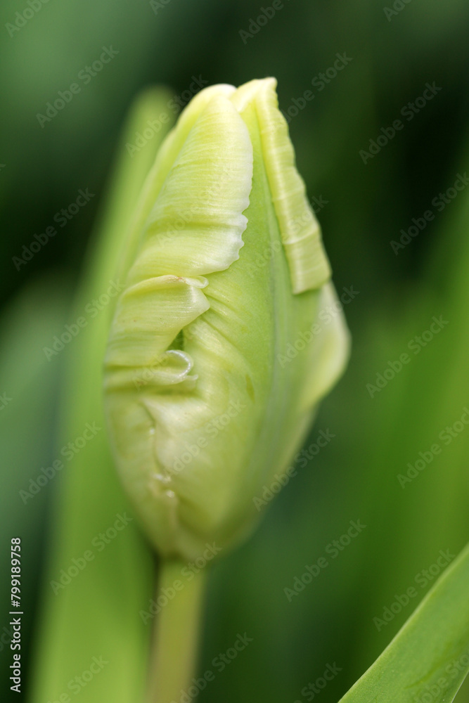 Obraz premium Beautiful tulips close up. Nature background