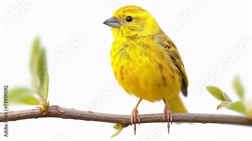 A yellow bird is perched on a branch photo