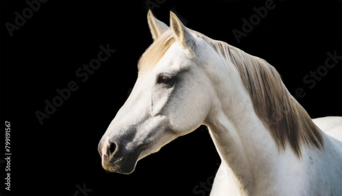 Head profile of a horse isolated on black background. 