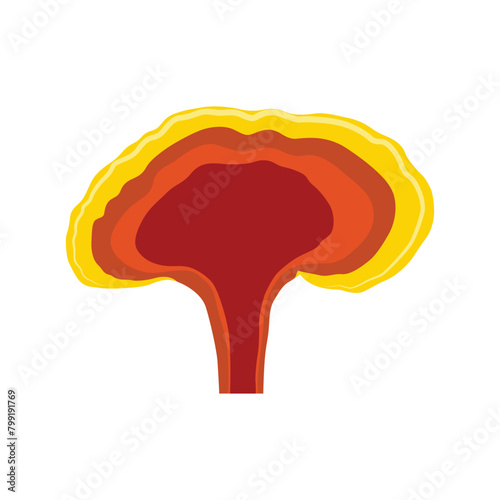 Vector illustration of Reishi Ganoderma lucidum mushroom set. Colored vector illustration of mushrooms on white background. Edible flat mushrooms. Perfect for recipe, menu, label, packaging.