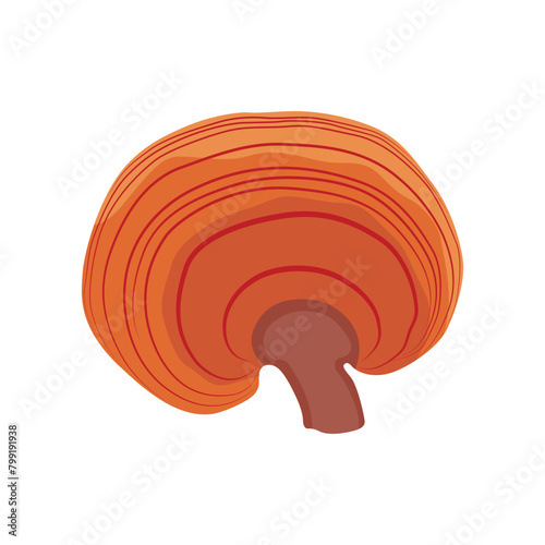 Vector illustration of Reishi Ganoderma lucidum mushroom set. Colored vector illustration of mushrooms on white background. Edible flat mushrooms. Perfect for recipe, menu, label, packaging.