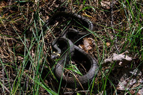a zigzag snake lies in the grass in a spring forest