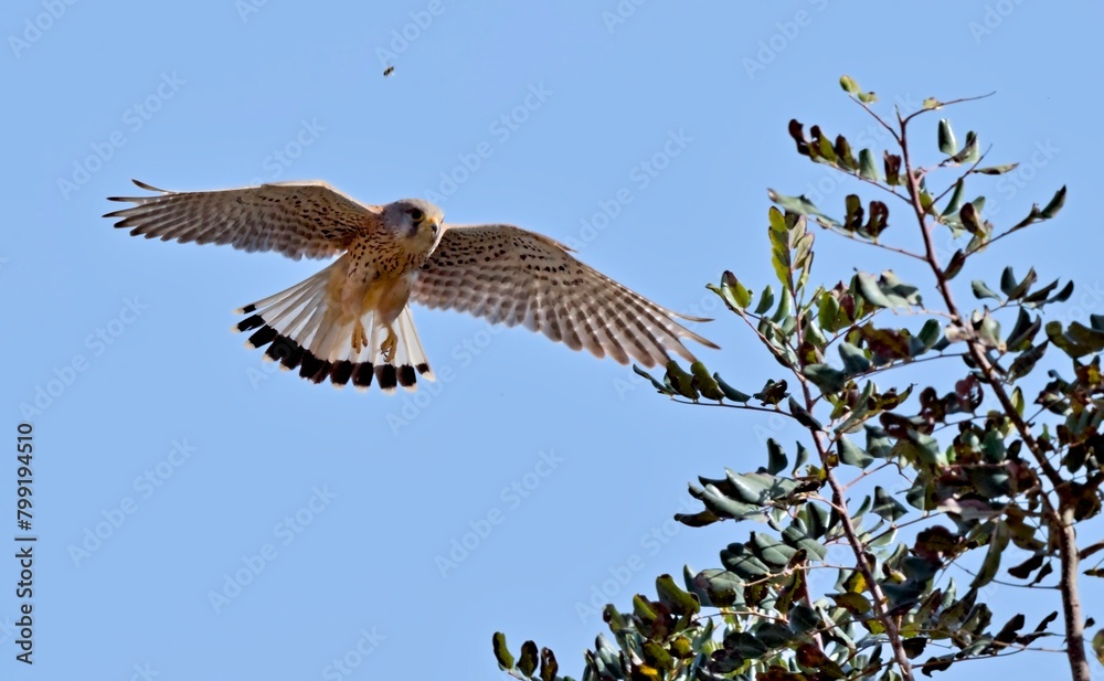 Fototapeta premium Common Kestrel (Falco tinnunculus), Crete