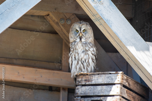 Habichtskauz, Uralkauz, Eule in der Wildness in Schweden photo