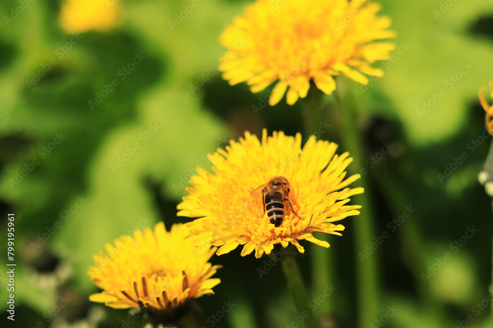 Bee on a dandelion flower, close-up. Yellow dandelion flowers in a clearing, pollination of flowers by insects. Natural spring background with bright flowers, selective focus. Dandelion close up Bee on a dandelion flower, close-up. Yellow dandelion flowers in a clearing, pollination of flowers by insects. Natural spring background with bright flowers, selective focus. Dandelion close up