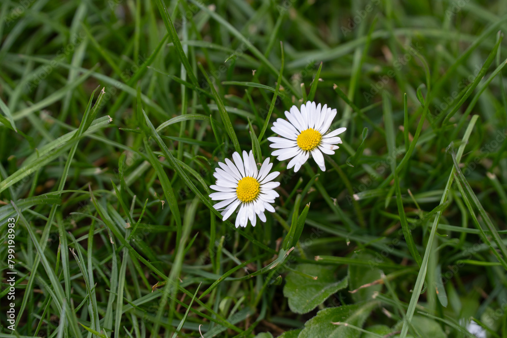 Two daisies (Bellis perennis) in a picturesque lawn. Delicate flowers with pure white petals and bright yellow cores against a background of fresh green grass. Two daisies (Bellis perennis) in a picturesque lawn. Delicate flowers with pure white petals and bright yellow cores against a background of fresh green grass.