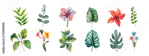 Set collection of hand drawn watercolor green leaves elements, eucalyptus, plants, botanical, leaf branches, pastoral charm, tropical plant painting vector illustration