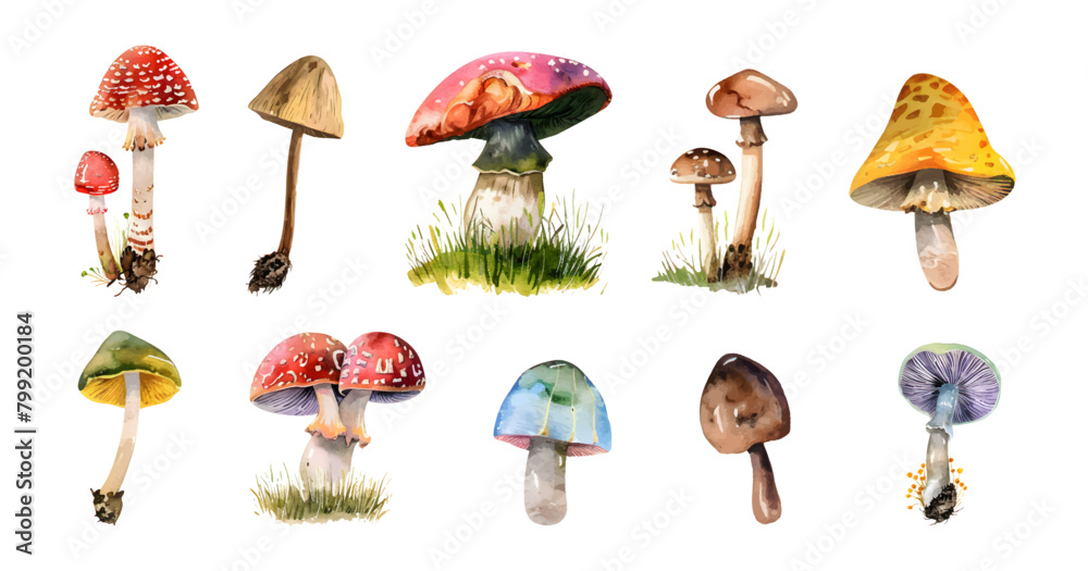 Toadstool botanical collection set autumn wild mushroom hand drawn watercolor design elements vector illustration