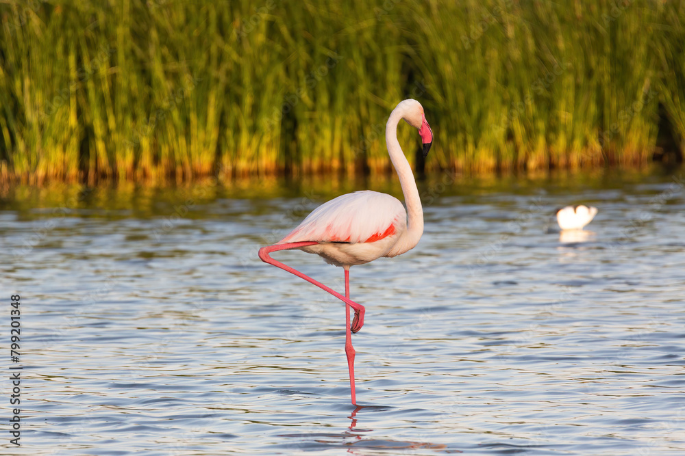 Flamingos, Fuente de Piedra Lagoon