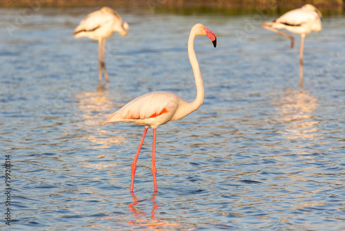 Flamingos, Fuente de Piedra Lagoon