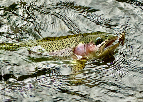 Fototapeta Naklejka Na Ścianę i Meble -  Wild river trout caught with a spinner
