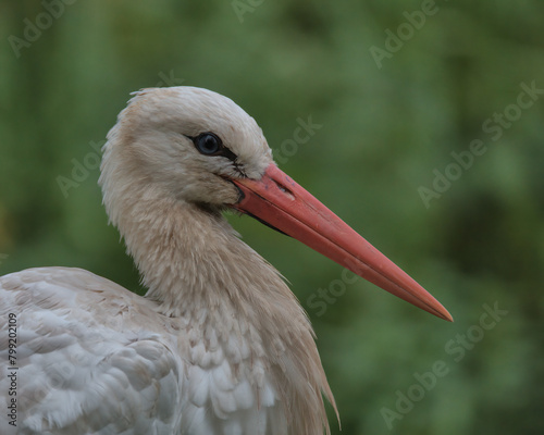 White Stork (Ciconia ciconia)