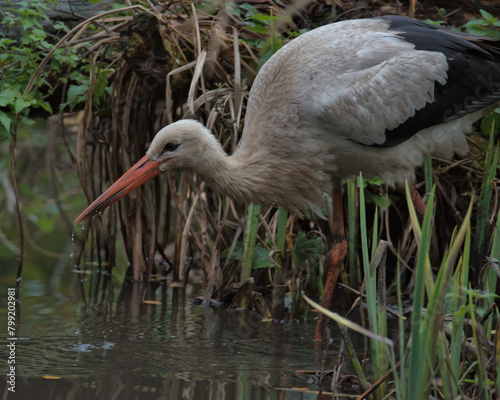 White Stork (Ciconia ciconia)
