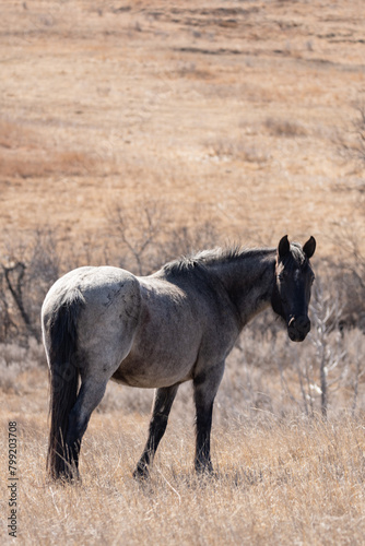 White Wild Horse in Theodore Roosevelt National Park in Spring 