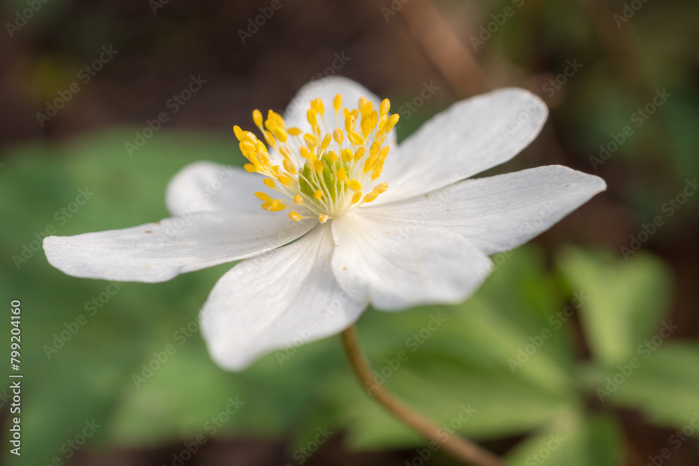 anemone flower closeup anemone flower closeup