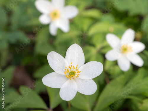 white anemone flowers in spring