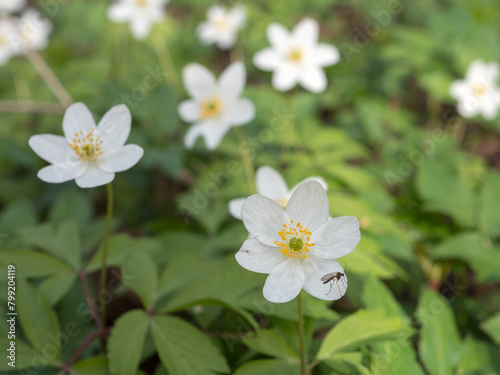 white anemone flowers in spring