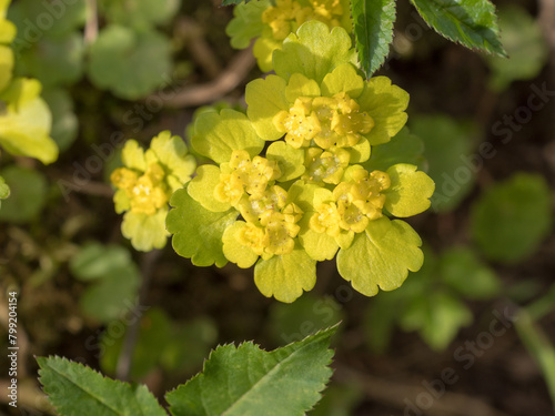 Canvas Print plants in spring closeup