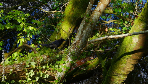 Corbeau ou grand oiseau noir posé sur un tronc d'arbre perché, se promenant dans les bois, cherchant de la nourriture, vaste endroit de végétation et de verdure bien claire, lierres et feuilles