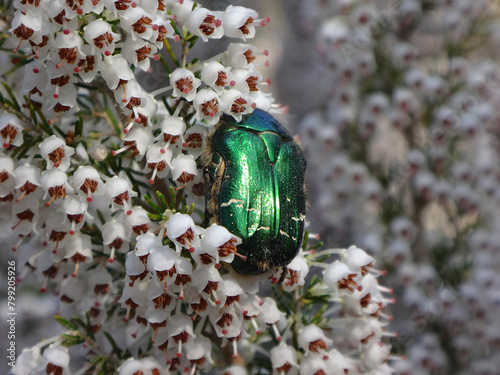 Фотография Green rose chafer beetle (Cetonia aurata) on white flowered heather flowers