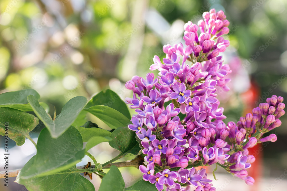 Lilac flower in the garden. Purple lilac bush close up. Violet lilac in bloom. Springtime nature. April nature landscape. Lucky flower of lilac. Beauty in nature. Lilac flower in the garden. Purple lilac bush close up. Violet lilac in bloom. Springtime nature. April nature landscape. Lucky flower of lilac. Beauty in nature.