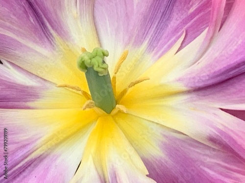 Tulpendetail in lila und gelb photo