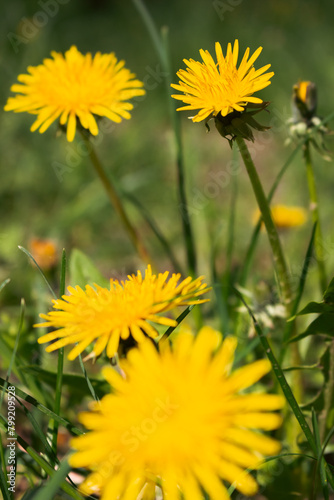 Yellow dandelion flower in lawn. Flowers closeup. Yellow spring flowers macro. Field and meadow background. Spring and summer blossom. Garden plant growth. Sunny wildflowers.