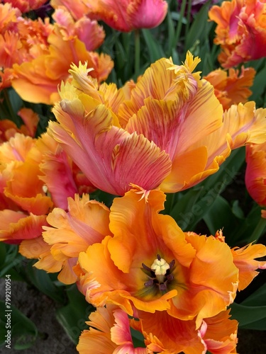 Papageientulpen -  Sinfonie in orange und pink
