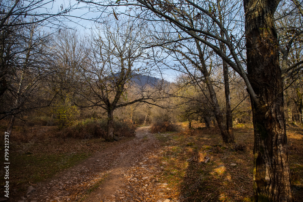 Landscape with beautiful fog in forest on hill or Trail through a mysterious winter forest with autumn leaves on the ground. Road through a winter forest. Magical atmosphere. Azerbaijan nature