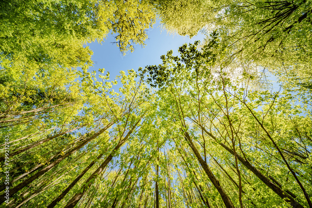 a view up into the trees direction sky - sustainability picture - stock photo - sunstar a view up into the trees direction sky - sustainability picture - stock photo - sunstar