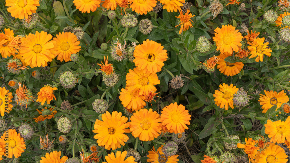 Flowers whose botanical name is Calendula stellata from the Asteraceae family Flowers whose botanical name is Calendula stellata from the Asteraceae family