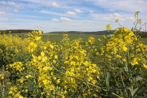 An image of a rapeseed field on, a yellow background.