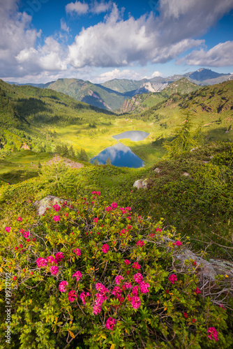 Rhododendron blooming In mountains landscape of Bruffione Lakes, Italian Alps, Adamello Park, Lombardy, Italy.