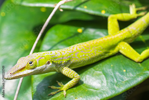 chameleon on a green leaf