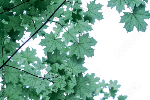 branch of the Maple tree