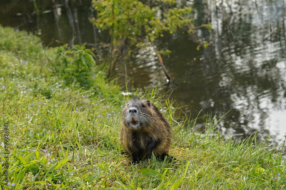 Naklejka premium Nutria in the grass by the pond. We see her big teeth.