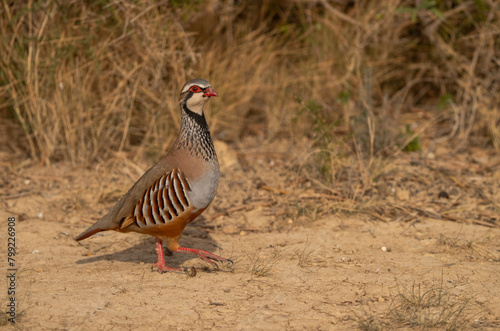 red-legged partridge on the ground