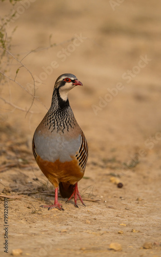 red-legged partridge on the ground