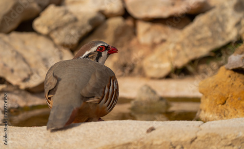 red-legged partridge drinking in the pond