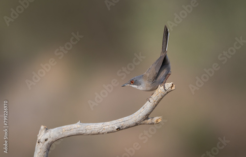 Female Sardinian Warbler on the branch

