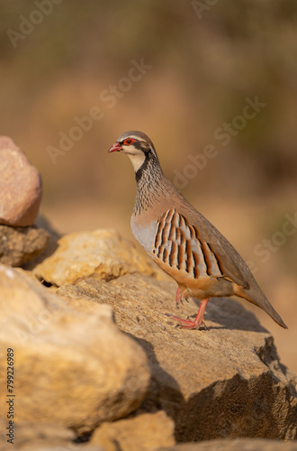red-legged partridge on the rocks