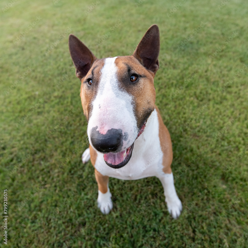 Red and white miniature bull terrier puppy on the grass Red and white miniature bull terrier puppy on the grass