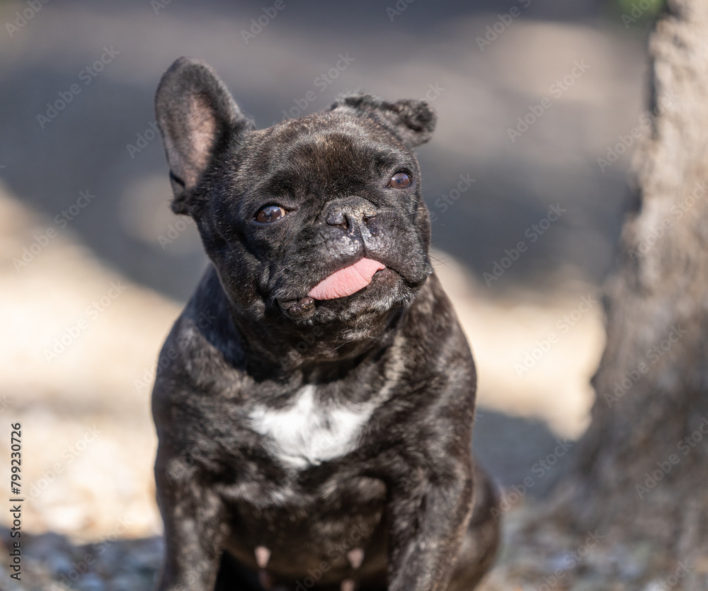 Close up portrait of a Fench Bulldog in the sun