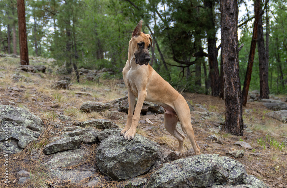 Brown Great Dane puppy posing on a rock Brown Great Dane puppy posing on a rock