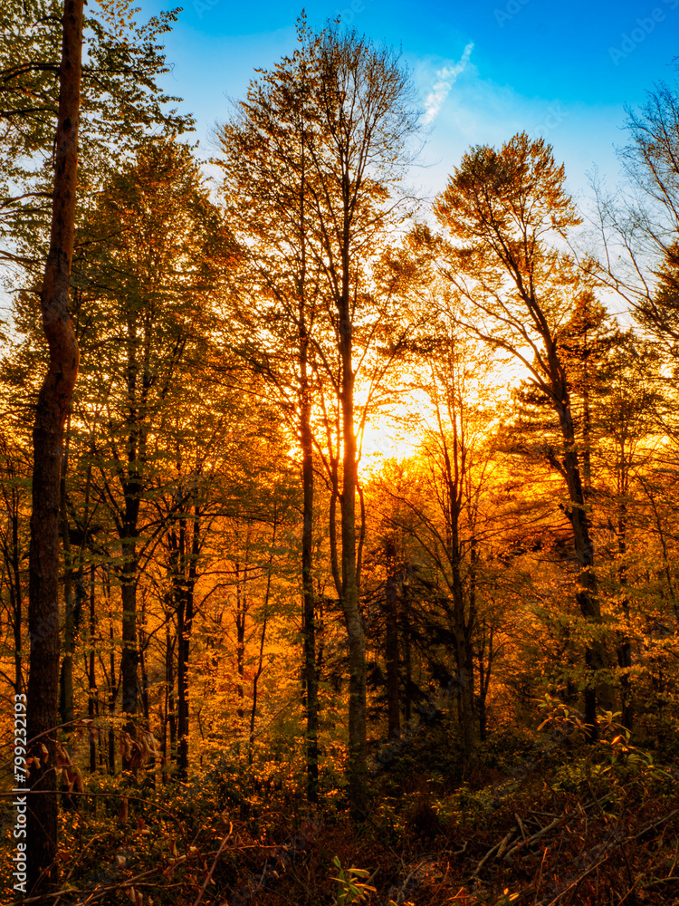 Fototapeta premium a beautifull day into forest